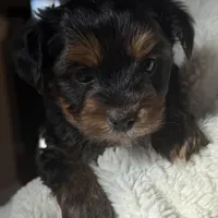 Alex, a male Yorkshire Terrier for sale in Inman, SC – Photo 4 of 9