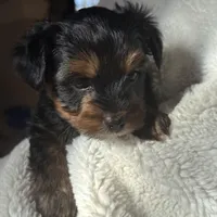 Alex, a male Yorkshire Terrier for sale in Inman, SC – Photo 9 of 9