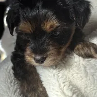 Alex, a male Yorkshire Terrier for sale in Inman, SC – Photo 6 of 9