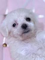 Mary, a female Maltese for sale in Inman, SC – 7 of 8