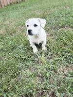 Sam, a male French Bulldog for sale in Inman, SC – Photo 2 of 4