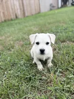 Sam, a male French Bulldog for sale in Inman, SC – Photo 1 of 4