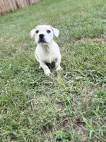 Sam, a male French Bulldog for sale in Inman, SC – Photo 4 of 4