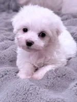 Alex, a male Maltese for sale in Inman, SC – 7 of 7