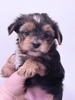 Monica, a female Yorkshire Terrier for sale in Inman, SC – 3 of 6