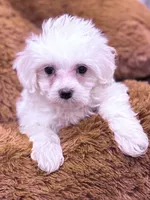 Mary, a female Maltese for sale in Inman, SC – Photo 2 of 4