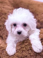 Mary, a female Maltese for sale in Inman, SC – Photo 1 of 4