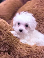 Mary, a female Maltese for sale in Inman, SC – Photo 4 of 4