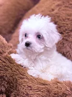 Mary, a female Maltese for sale in Inman, SC – Photo 3 of 4