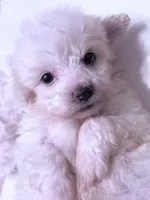 Grace, a female Maltese for sale in Inman, SC – 5 of 10