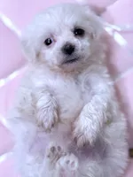 Mary, a female Maltese for sale in Inman, SC – 8 of 8