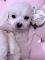 Rosie , a female Maltese for sale in Inman, SC – 8 of 10