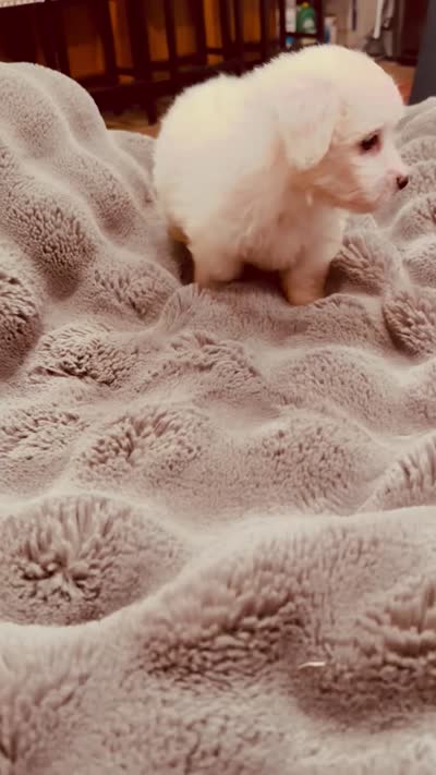 Nick, a male Maltese for sale in Inman, SC – 7 of 8