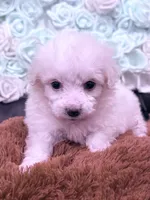 Grace, a female Maltese for sale in Inman, SC – 6 of 10