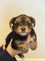 Nick, a male Morkie for sale in Inman, SC – 2 of 7