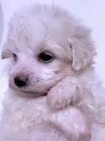 Grace, a female Maltese for sale in Inman, SC – 2 of 10