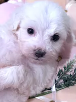 Lucy , a female Maltese for sale in Inman, SC – 6 of 9
