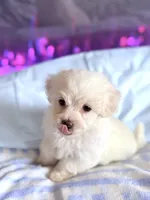 processed/ea854b84-7c30-403d-a5d4-ad207a6381e9/listing/c7fe90ce-00a5-4443-ae5d-721a3e11b254/9eb28331-01b8-4b8e-ab49-be09572c1f98