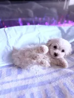 processed/ea854b84-7c30-403d-a5d4-ad207a6381e9/listing/c7fe90ce-00a5-4443-ae5d-721a3e11b254/cd964bb9-19a6-4421-85c4-d2d66bbf5b68