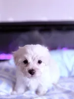 processed/ea854b84-7c30-403d-a5d4-ad207a6381e9/listing/c7fe90ce-00a5-4443-ae5d-721a3e11b254/e9921484-e816-4792-837d-ed4b5cdcf916