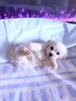 processed/ea854b84-7c30-403d-a5d4-ad207a6381e9/listing/c7fe90ce-00a5-4443-ae5d-721a3e11b254/fcc54596-49ae-4de1-9cb3-0b46f3186dae