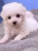 Alex, a male Maltese for sale in Inman, SC – 5 of 7