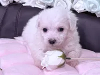 Rosie , a female Maltese for sale in Inman, SC – 5 of 10