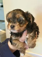 Nick, a male Morkie for sale in Inman, SC – 6 of 7