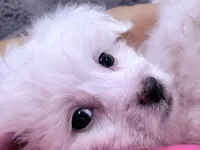 Nick, a male Maltese for sale in Inman, SC – 2 of 8