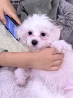 Leo, a male Maltese for sale in Inman, SC – 1 of 7