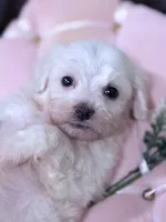 Lucy , a female Maltese for sale in Inman, SC – 4 of 9