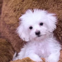 Nick, a male Maltese for sale in Inman, SC – Photo 3 of 5