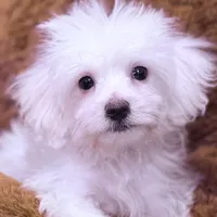 Nick, a male Maltese for sale in Inman, SC – Photo 1 of 5