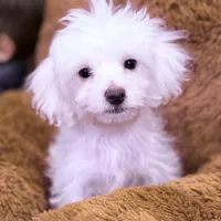 Nick, a male Maltese for sale in Inman, SC – Photo 4 of 5