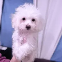 Nick, a male Maltese for sale in Inman, SC – Photo 2 of 5