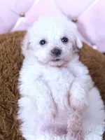 Mary, a female Maltese for sale in Inman, SC – 2 of 8