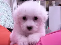 Nick, a male Maltese for sale in Inman, SC – 5 of 8