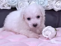 Rosie , a female Maltese for sale in Inman, SC – 3 of 10