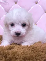 Grace, a female Maltese for sale in Inman, SC – 4 of 10