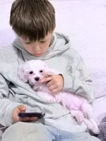 Leo, a male Maltese for sale in Inman, SC – 4 of 7