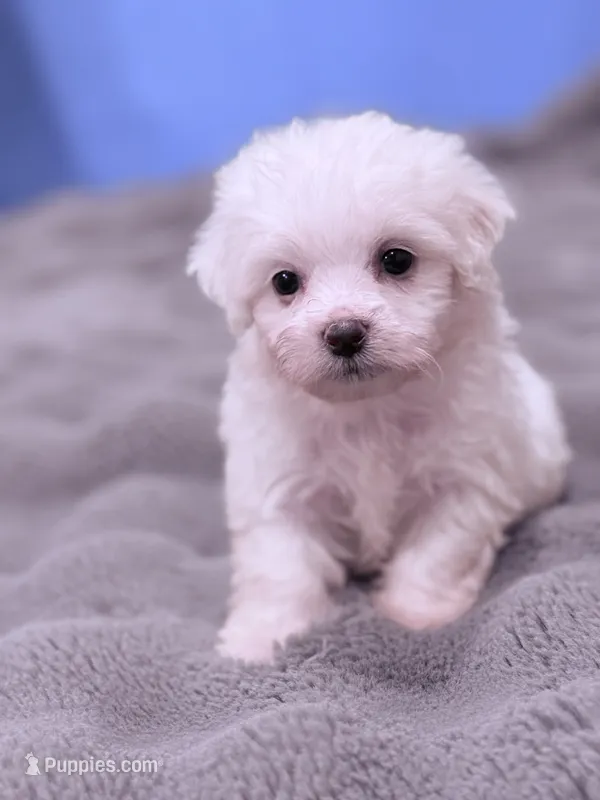 Alex – Maltese puppy for sale in Inman, SC