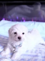 processed/ea854b84-7c30-403d-a5d4-ad207a6381e9/listing/db76c203-b27f-4f2a-b461-939d7e3bf75f/987691c6-dd27-42b2-999e-5402bddf38d8