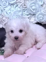 Lucy , a female Maltese for sale in Inman, SC – 9 of 9