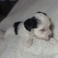 Lucy, a female Yorkshire Terrier for sale in Inman, SC – Photo 7 of 7