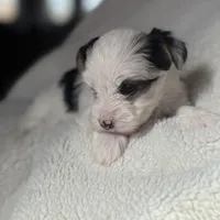 Lucy, a female Yorkshire Terrier for sale in Inman, SC – Photo 2 of 7