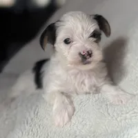 Lucy, a female Yorkshire Terrier for sale in Inman, SC – Photo 1 of 7