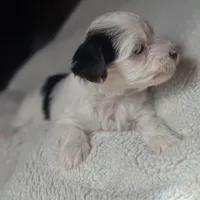 Lucy, a female Yorkshire Terrier for sale in Inman, SC – Photo 6 of 7