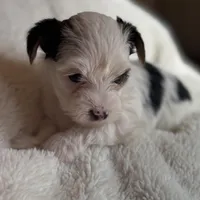 Lucy, a female Yorkshire Terrier for sale in Inman, SC – Photo 5 of 7