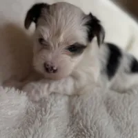 Lucy, a female Yorkshire Terrier for sale in Inman, SC – Photo 3 of 7