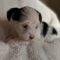 Lucy, a female Yorkshire Terrier for sale in Inman, SC – Photo 4 of 7